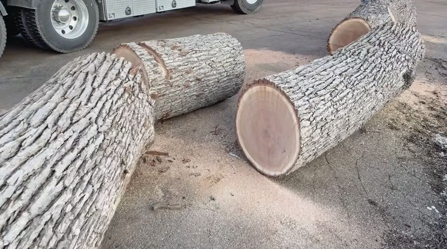 Emergency tree removal after storm damage in Franklin Park PA
