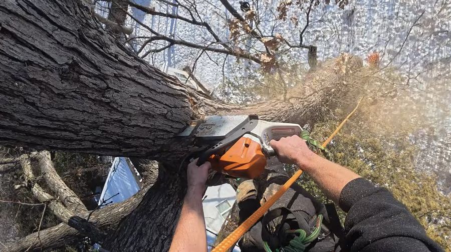 Tree removal crew working in Franklin Park PA